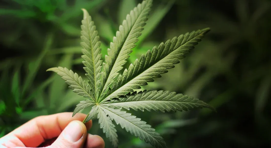 Cannabis - Das Wunderelixier schlecht hin