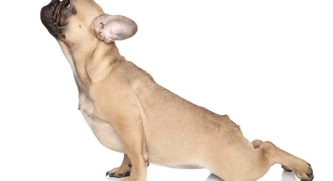 Animal Flow - Das ist der neuste Fitnesstrend